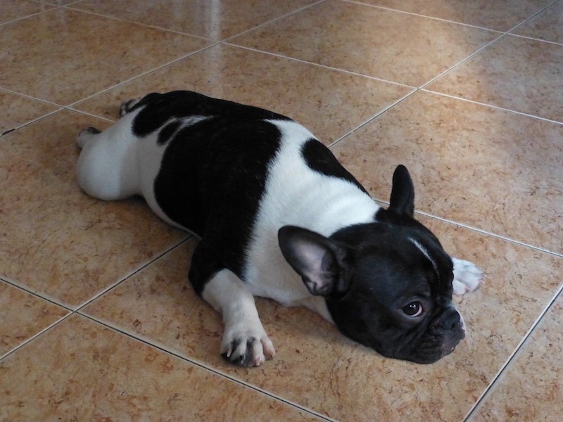 Boncan, adiestramiento, educación y modificación de conducta canina en Barcelona - Adiestramiento Bulldog