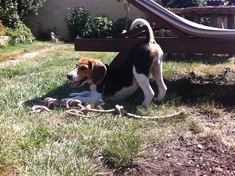 Boncan, adiestramiento, educación y modificación de conducta canina en Barcelona - Adiestramiento Beagle