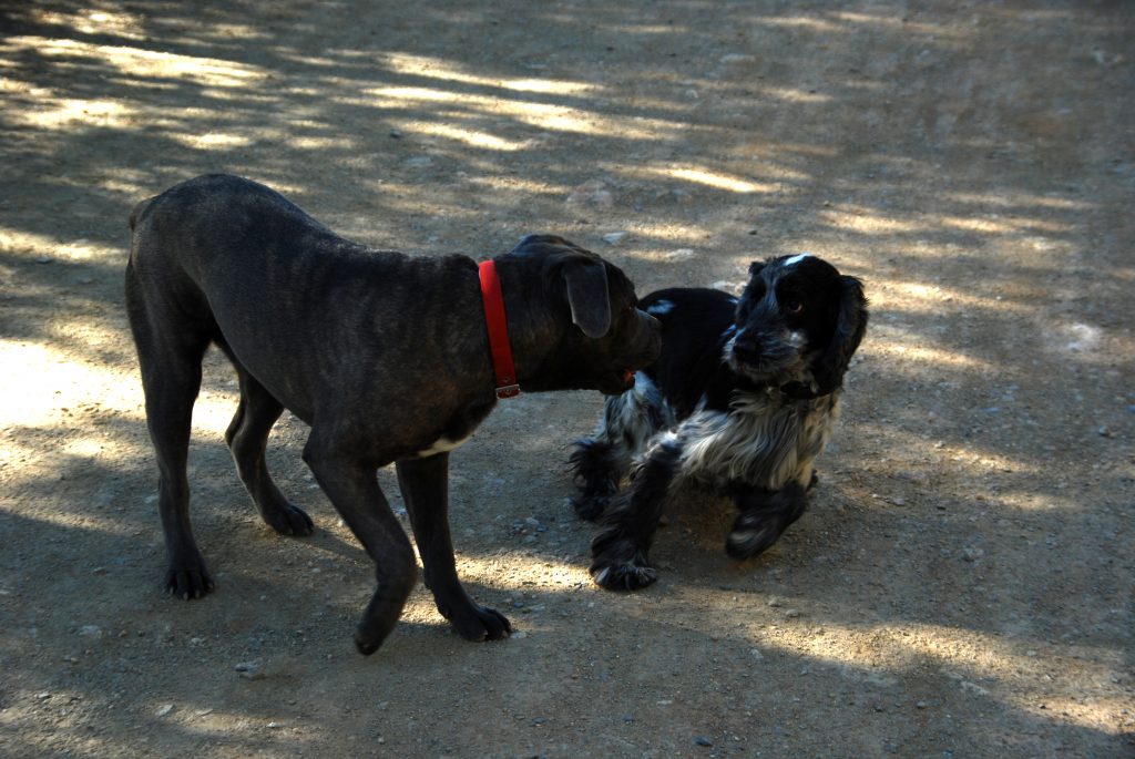 Boncan, adiestramiento, educación y modificación de conducta canina en Barcelona