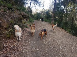 Boncan, adiestramiento, educación y modificación de conducta canina en Barcelona - Paseos de socialización en Barcelona