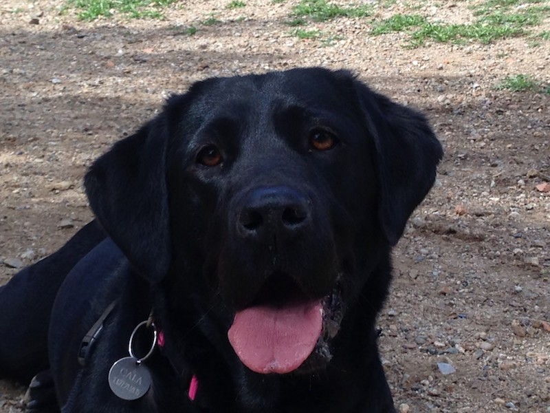 Boncan, adiestramiento, educación y modificación de conducta canina en Barcelona - Labrador retriever