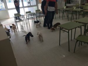 Boncan, adiestramiento, educación y modificación de conducta canina en Barcelona - Grabación de un anuncio con perros.
