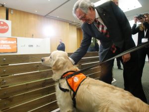 Boncan, adiestramiento, educación y modificación de conducta canina en Barcelona - Trabajo publicitario de Affinity con perros, con la presencia de Xavier Trias.