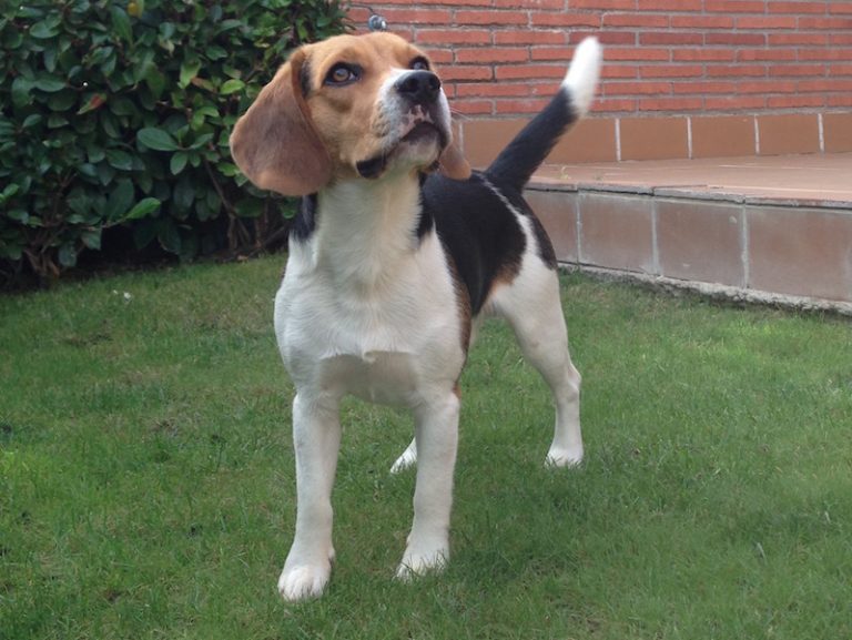 Boncan, adiestramiento, educación y modificación de conducta canina en Barcelona - Bogui Beagle