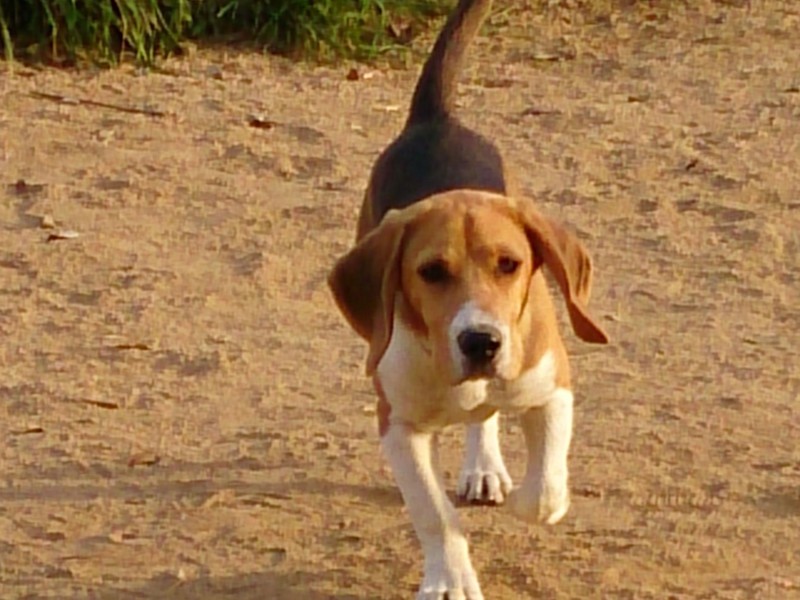Boncan, adiestramiento, educación y modificación de conducta canina en Barcelona - Beagle