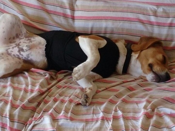 Boncan, adiestramiento, educación y modificación de conducta canina en Barcelona - Beagle