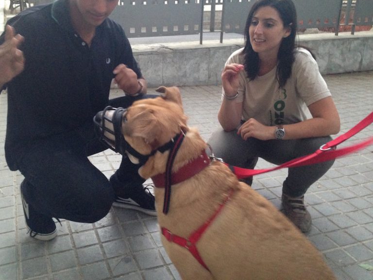 Boncan, adiestramiento, educación y modificación de conducta canina en Barcelona - perro mezcla