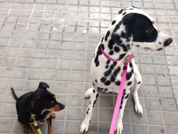 Boncan, adiestramiento, educación y modificación de conducta canina en Barcelona - Dálmata y Mini pincher