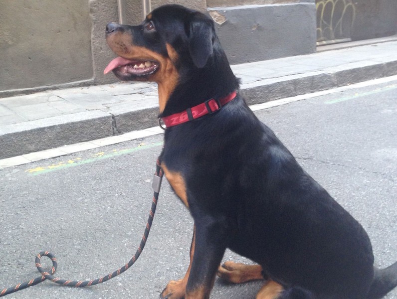 Boncan, adiestramiento, educación y modificación de conducta canina en Barcelona - Rottweiler