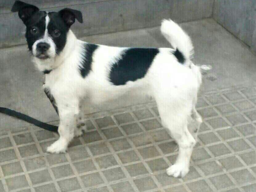 Boncan, adiestramiento, educación y modificación de conducta canina en Barcelona - Perro mezcla