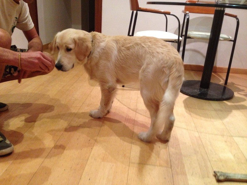 Boncan, adiestramiento, educación y modificación de conducta canina en Barcelona - Golden Retriever