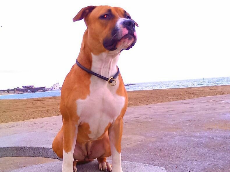 Boncan, adiestramiento, educación y modificación de conducta canina en Barcelona - American Staffordshire Terrier