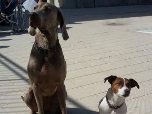 Boncan, adiestramiento, educación y modificación de conducta canina en Barcelona - Perros grabando anuncio en Barcelona.