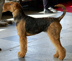 Boncan, adiestramiento, educación y modificación de conducta canina en Barcelona - Airedale Terrier