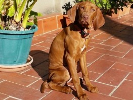Boncan, adiestramiento, educación y modificación de conducta canina en Barcelona - Braco Húngaro - Vizsla
