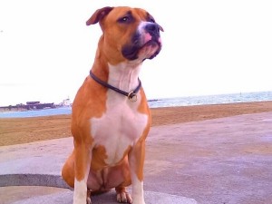 Boncan, adiestramiento, educación y modificación de conducta canina en Barcelona - American Stafordshire Terrier