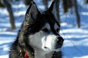 Boncan, adiestramiento, educación y modificación de conducta canina en Barcelona - Alaskan Malamute
