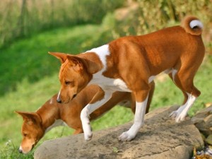 Boncan, adiestramiento, educación y modificación de conducta canina en Barcelona - Basenji