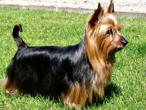 Boncan, adiestramiento, educación y modificación de conducta canina en Barcelona - Silky Terrier